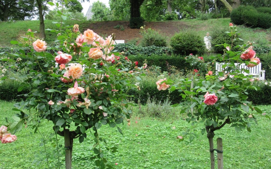 Smalltalk aus dem Rosengarten V