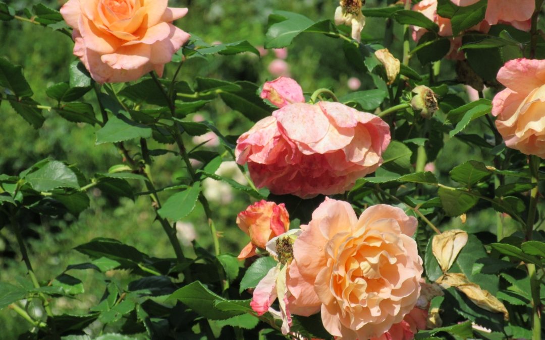 Smalltalk aus dem Rosengarten II