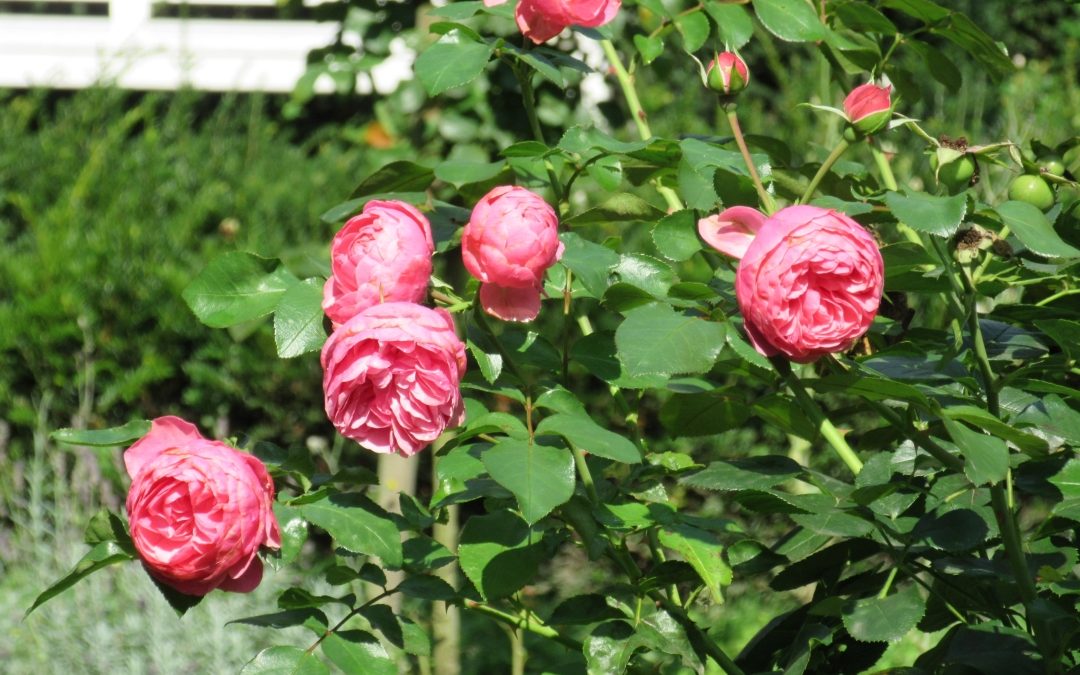 Smalltalk aus dem Rosengarten I